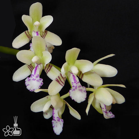 [Bare-Root]Phal. (Sedirea) japonica 名護蘭[May Preorder][Web Special]