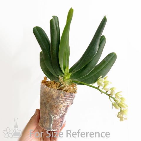 [Bare-Root]Phal. (Sedirea) japonica 名護蘭[May Preorder][Web Special]