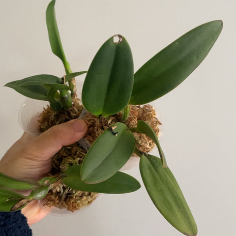 [AS-IS]Mini Cattleya Post-flower NO-ID 花後迷你卡