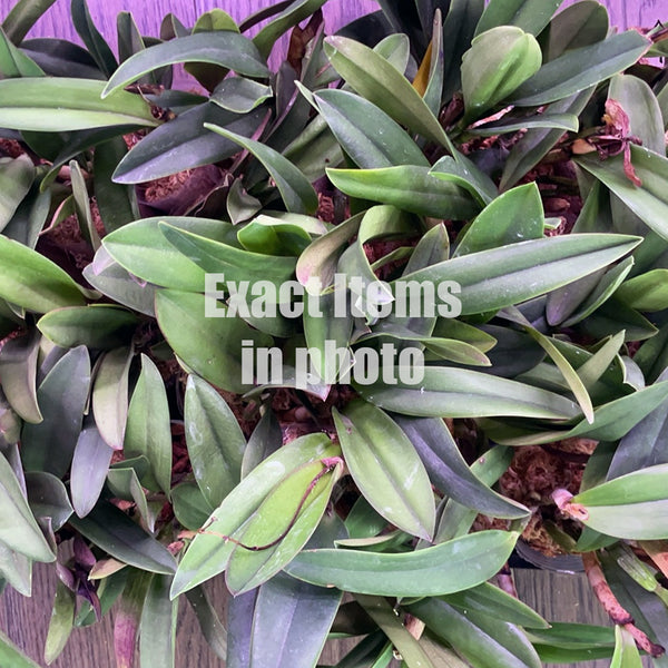 Cattleya – Orchidmart