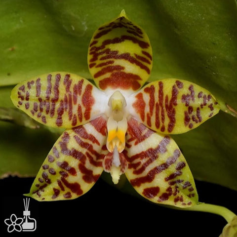 [Bare-root]Phal. amboinensis flavida[Nov Preorder]