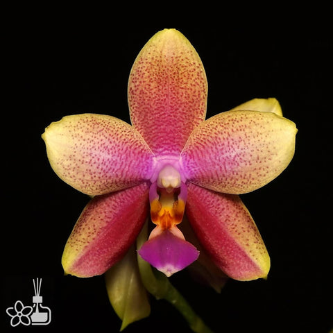 [Bare-root]Phal. Sweet Memory 'Liodoro' 甜蜜回憶Liodoro[Nov Preorder]