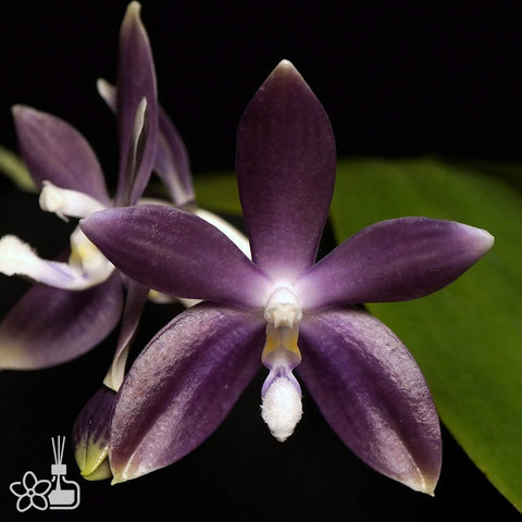 [Bare-root]Phal. tetrapsis f. livida 盾花芋頭藍[Nov Preorder]