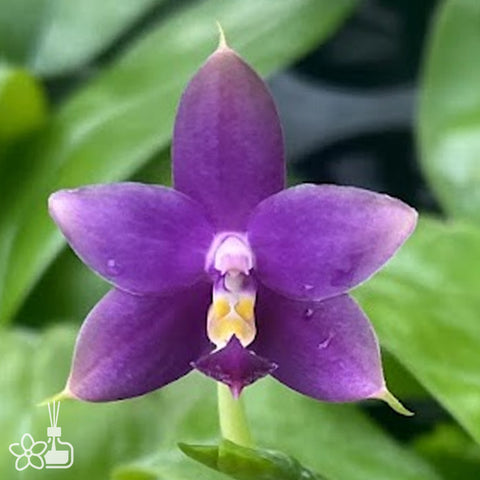 [Bare-root]Phal. violacea f. indigo 螢光硬地狗[Nov Preorder]