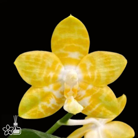 [Bare-root]Phal. Yaphon Yellow Bomb 黃雷[Nov Preorder]