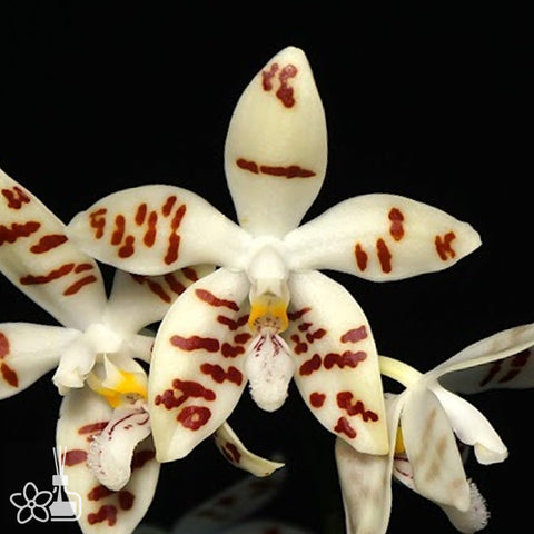 [Bare-root]Phal. zebrina 斑馬[Nov Preorder]