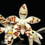 [Bare-root]Phal. zebrina 斑馬[Wishilist]