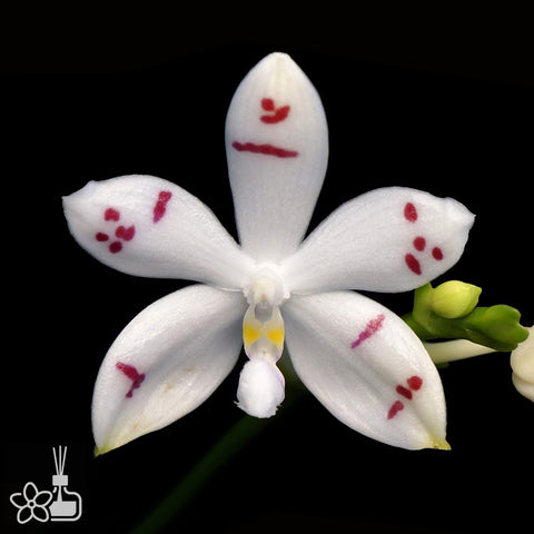 [Bare-root]Phal. tetraspis “tetraspis” 盾花橫紋[Nov Preorder]