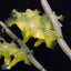 [Bare-root] Dendrobium roslii 馬來石斛 [Dec Preorder 25]