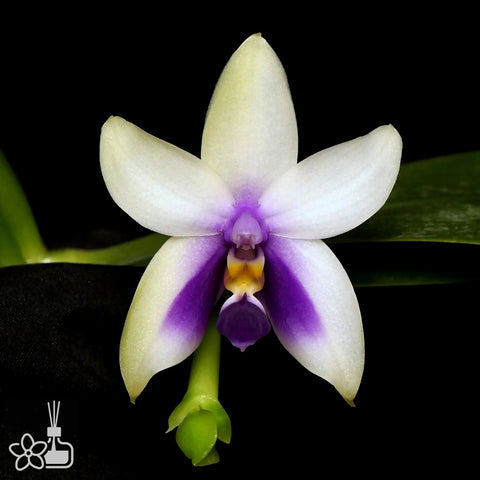 [Bare-root]Phal. bellina f. coerulea 藍貝利娜[Nov Preorder]