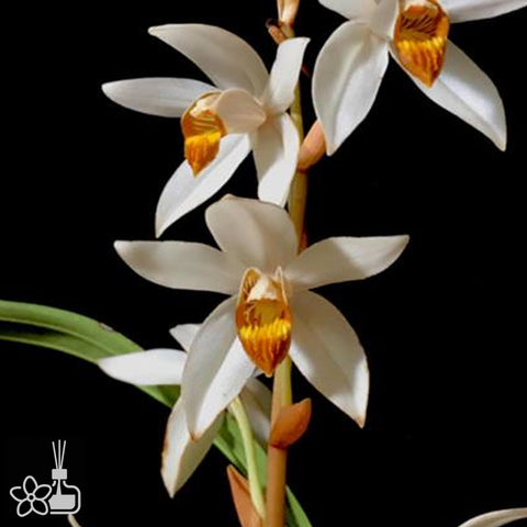 [Bare-root] Coelogyne pachystachya 厚穗貝母蘭[Nov Preorder]