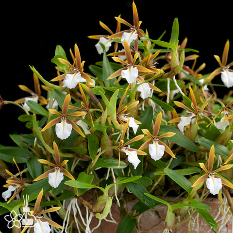 [Bare-root]Encyclia polybulbon 聚豆[Nov Preorder]