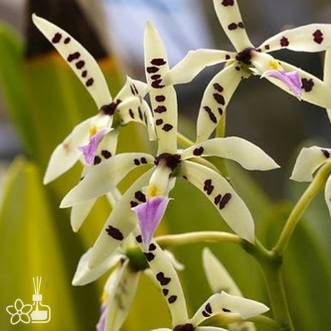 [Bare-root]Encyclia prismatocarpa 稜果樹蘭[Nov Preorder]