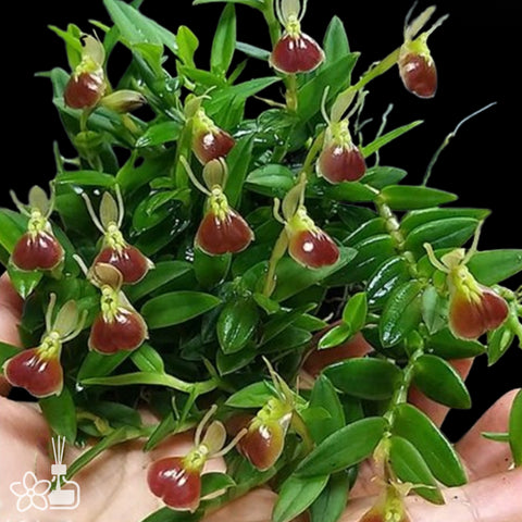 [Bare-root]Epidendrum porpax 甲蟲樹蘭[Nov Preorder]