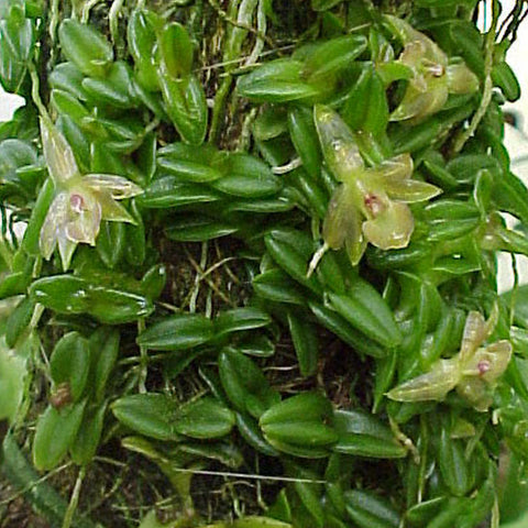 [Bare-root]Epidendrum schlechterianum 蟠龍樹蘭[Nov Preorder]