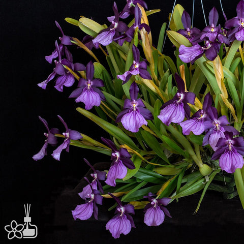 [Bare-root]Miltonia spectabilis "morelliana" 莫雷麗董花蘭[Nov Preorder]