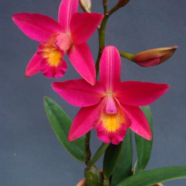 Bare-root]#Mini Cat# Cattleya Chian-Tzy Guiding 'Chian-Tzy Red Top