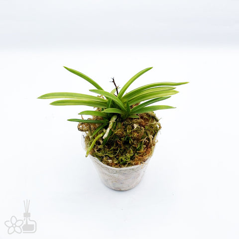 [811]V. falcata 'Kinyuko' 金幽晃