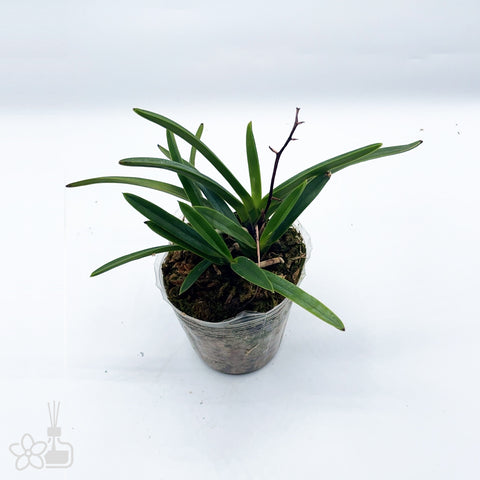 [819]V. falcata 'Shutenno' 4Grs 朱天王