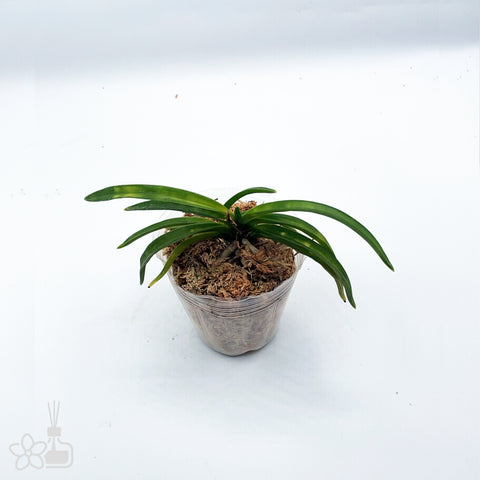 [821]V. falcata 'Jitsugekkou' 日月光