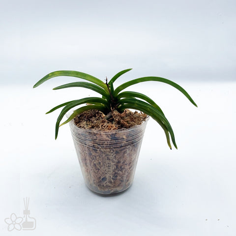 [821]V. falcata 'Jitsugekkou' 日月光