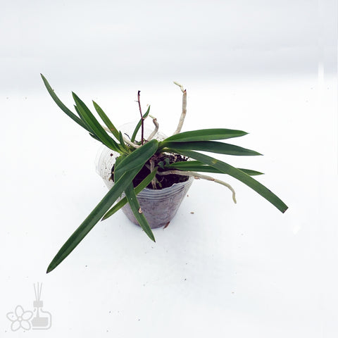 [825]V. falcata 'Benikaede' 紅楓