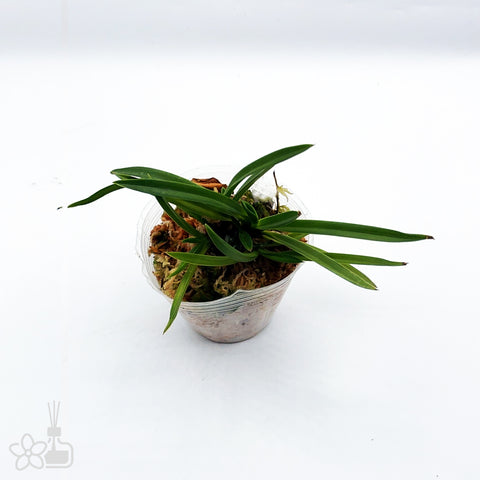 [809]V. falcata 'Kibana' 黃花