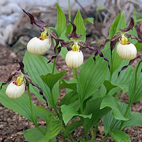 Cypripedium 'Frosch's Mother Earth'  大地