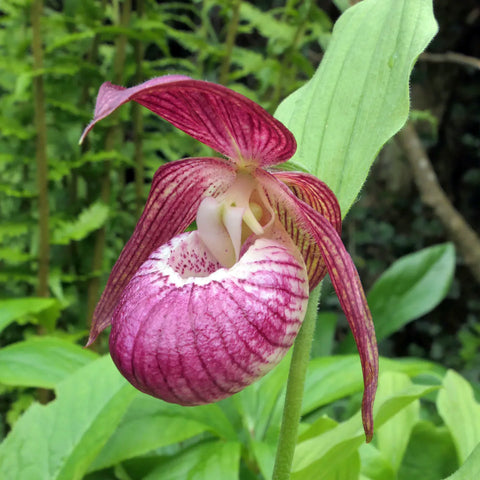 Cypripedium 'Frosch's Harlequin'  小丑