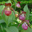 Cypripedium 'Frosch's Harlequin'  小丑