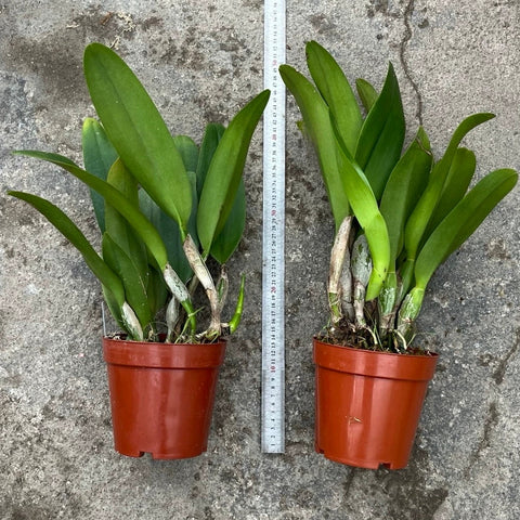 [Bare-root][Import AS-IS] #CA# Rlc. Burdekin Wonder 'Lakeland' AM/AOS 湖心島 [2.8" BS][Nov Preorder 26]