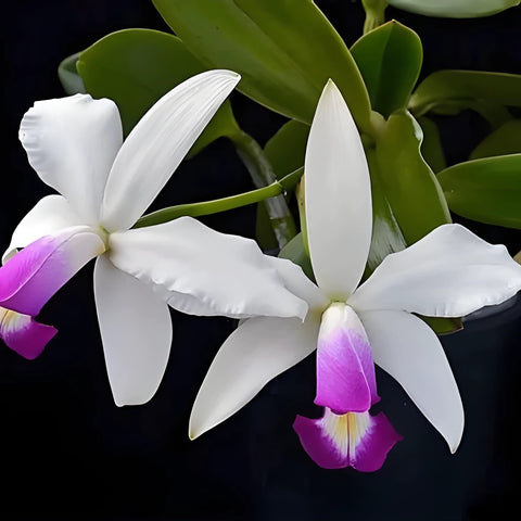 [Bare-root][Import AS-IS] #CA# C. violacea fma. semi-alba x sib 半白女神 [2.8" BS][Nov Preorder 26]
