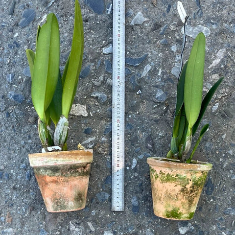 [Bare-root][Import AS-IS] #CA# C. percivaliana 'Merrill' AM/AOS 粉帕西 [2.8" BS][Nov Preorder 26]