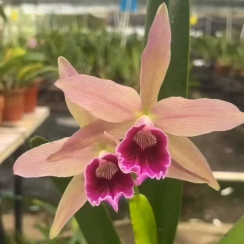 [Bare-root][Import AS-IS] #CA# C. Pacavia (purpurata var. flamea x tenebrosa) [2.8" BS][Nov Preorder 26]