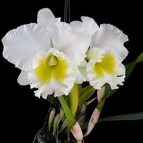 [Bare-root][Import AS-IS] #CA# Rlc. Burdekin Wonder 'Lakeland' AM/AOS 湖心島 [2.8" BS][Nov Preorder 26]