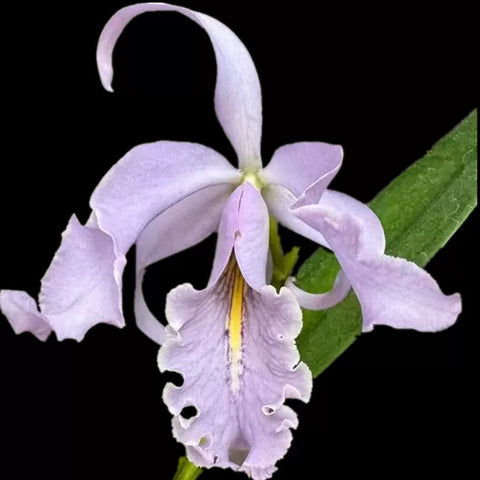 [Bare-root][Import AS-IS] #CA# C. maxima var. coerulea (dwarf form) 矮藍馬 [2.4" NBS][Nov Preorder 26]