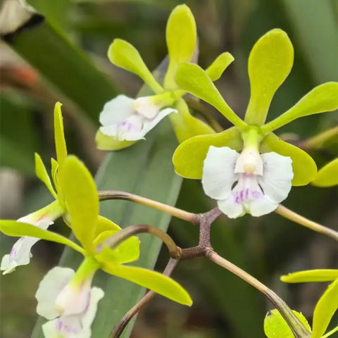 [Bare-root][Import AS-IS] #CA# Epi. floribundum 紅甘蔗 [2.8" BS][Nov Preorder 26]