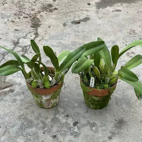 [Bare-root][Import AS-IS] #CA# Laelia fidelensis 費利亞斯 [2.8" BS][Nov Preorder 26]