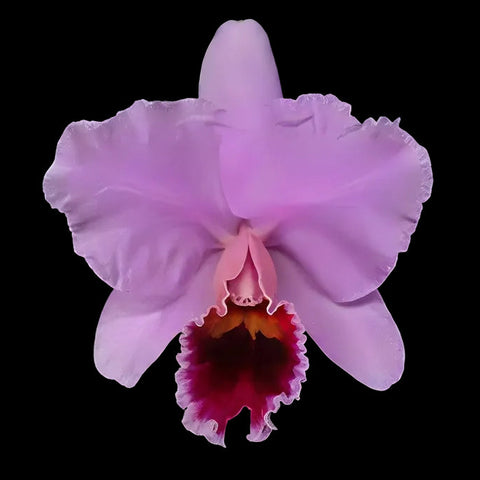 [Bare-root][Import AS-IS] #CA# C. percivaliana 'Merrill' AM/AOS 粉帕西 [2.8" BS][Nov Preorder 26]