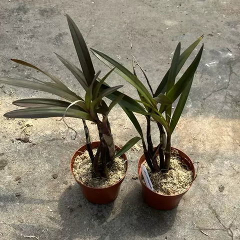 [Bare-root][Import AS-IS] #CA# Epi. floribundum 紅甘蔗 [2.8" BS][Nov Preorder 26]