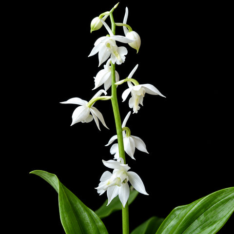 [Rhizome][New] #TO# Calanthe aristulifera 翹距蝦脊蘭 [Oct in stock 26]