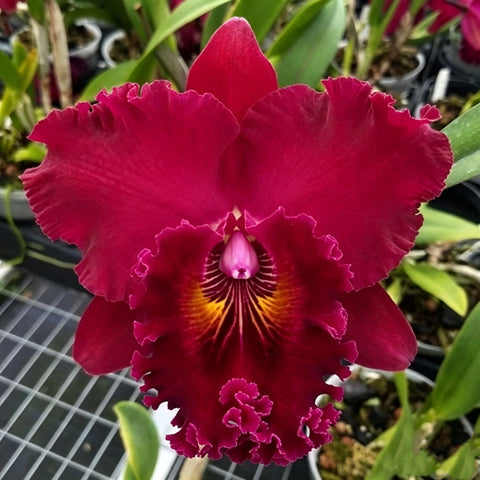 [Bare-root][Import AS-IS] #CA# Rlc. Shinfong Unique 'Red Tian Mu' 紅天母 [2.8" BS][Nov Preorder 26]