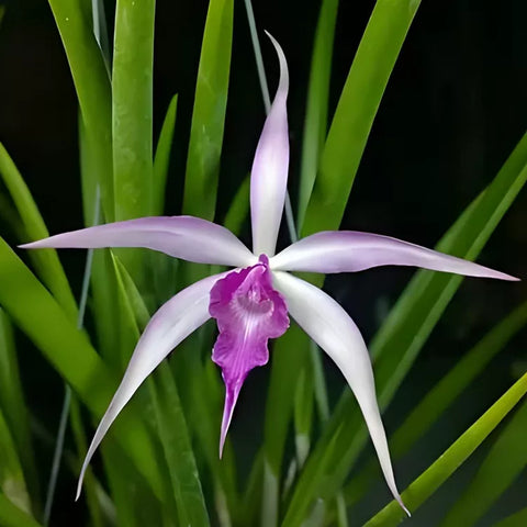 [Bare-root][Import AS-IS] #CA# Bc. Amethyst (B. cucullata x C. purpurata) 紅煙火 [2.8" BS][Nov Preorder 26]