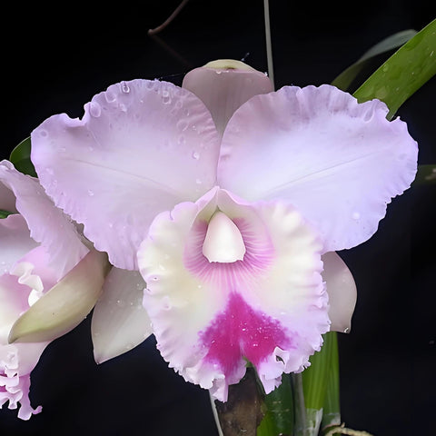 [Bare-root][Import AS-IS] #CA# Rlc. Chief Pink 'Diana' 黛安娜 [2.8" BS][Nov Preorder 26]