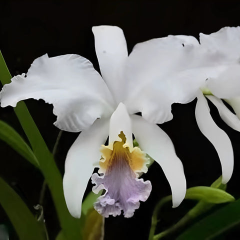[Bare-root][Import AS-IS] #CA# C. mossiae fma. coerulea 'A1680' x self 藍莫西 [2.4" NBS][Nov Preorder 26]