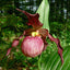 Cypripedium Anna 安娜
