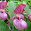 Cypripedium Ventricosum 文森克