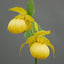 Cypripedium Barry Phillips 巴厘