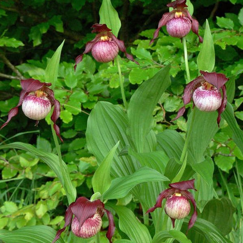 Cypripedium Anna 安娜