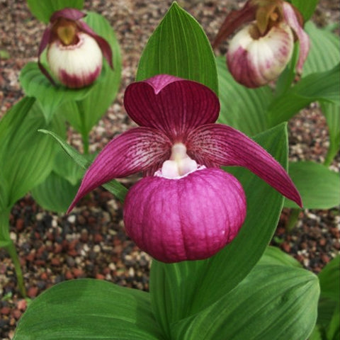 Cypripedium macranthos hoteiatsumorianum 大花杓蘭